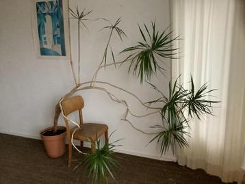 Mooie palm, drakenboom