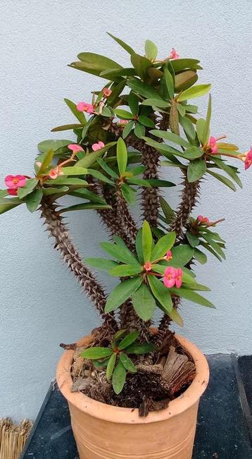 Gezocht: Christusdoorn - Euphorbia milli
