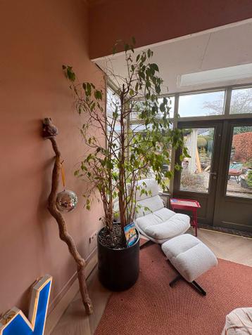 Grote Ficus Benjamina in verrijdbare pot