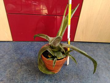 Agave plant 40cm gratis met 3 stekjes