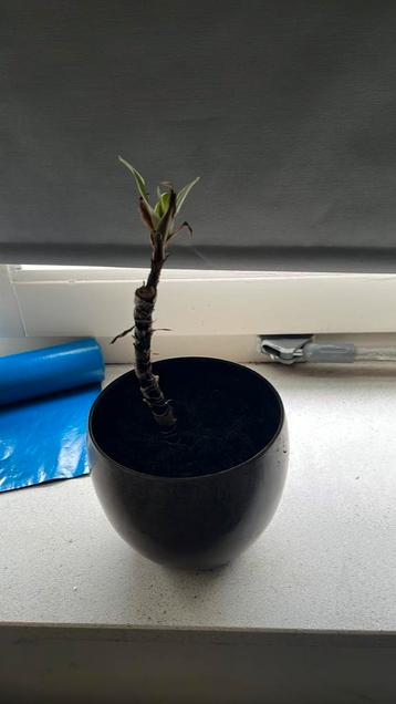 Kleine dracaena fragrans