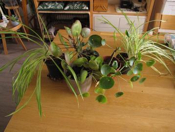 Kamer planten gratis