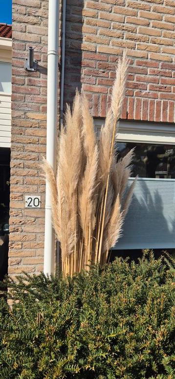Gratis Pampasgras - Vandaag geknipt, woondecoratie