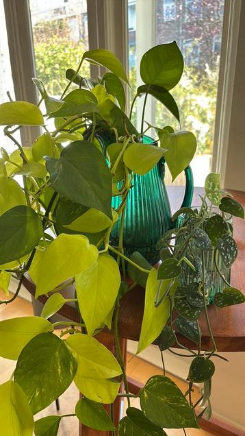 Gratis stekken van hangplanten