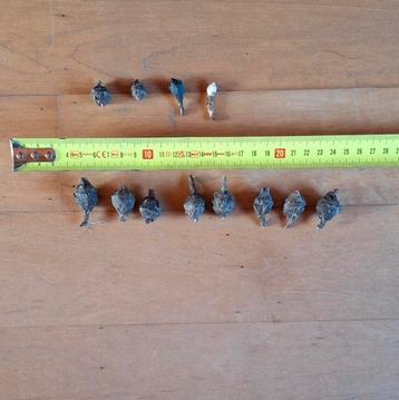 Alocasia Wentii knollen, 12 stuks