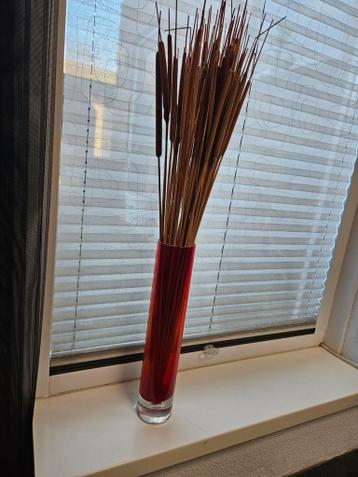 Rode glazen vaas met decoratieve rietpluimen