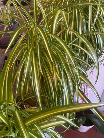 kamerplant chlorophytum= graslelie