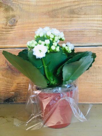 Gratis ~ Small Things