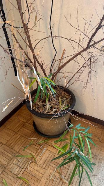 Gratis plant inclusief pot