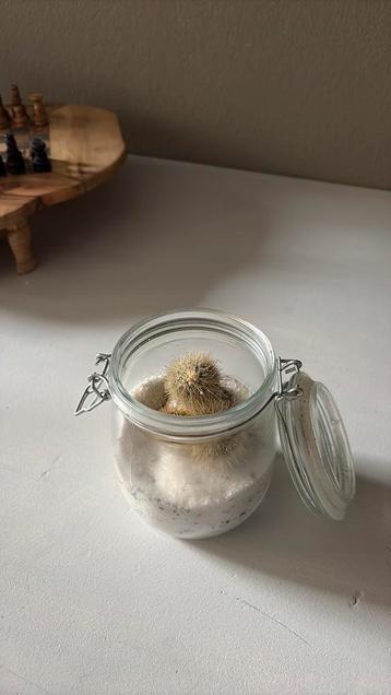Wekpot met cactus