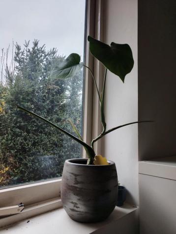 Gratis plant plantje zonder pot - rouwvliegjes