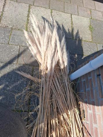 Pluimen gratis gaat over een half uur naar het afval station