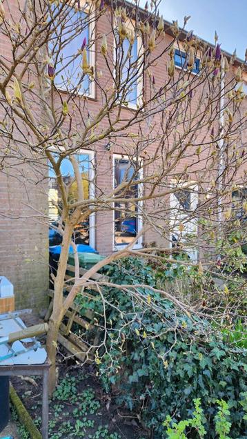 prachtige magnolia bom