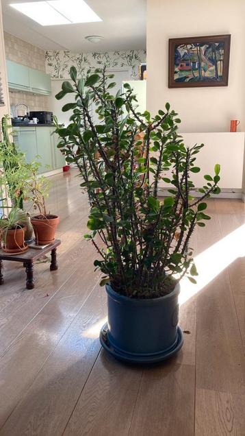 Christendoorn gratis op te halen