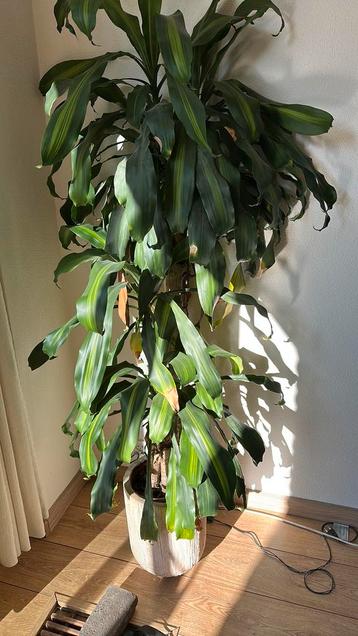 Gratis grote kamerplant