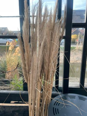 Decoratieve pluimen - Pampasgras