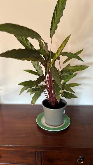 Gezonde Calathea gratis af te halen