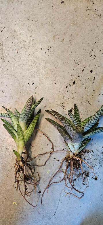 Flinke stek van vetplant