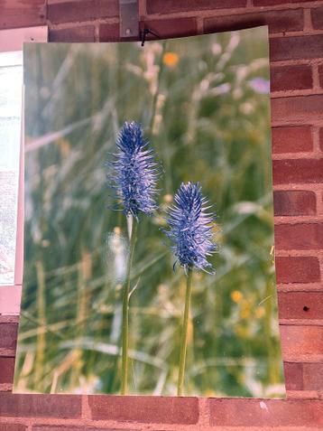 Grote foto/poster van blauwe bloemen in de natuur