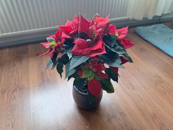 Gratis Euphorbia pulcherrima kamerplant!