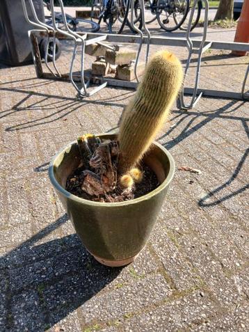 Gratis cactus met pot, 15+ jaar oud, met 'jonkies'