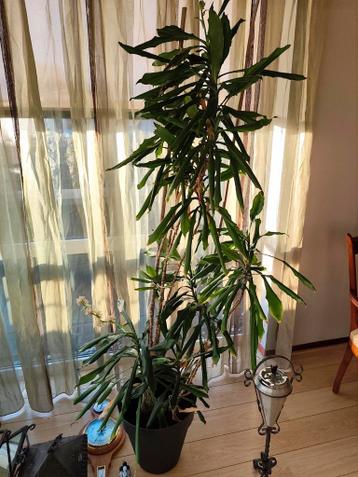 Mooie gezonde plant 1.70m hoog, in bloei!