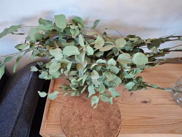 Bos eucalyptus decoratie