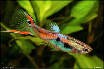 3 endler mannetjes guppies gratis