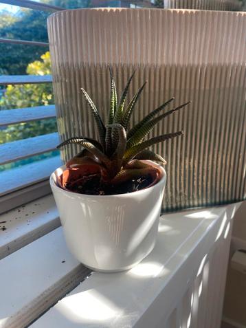 Gratis klein plantje incl pot