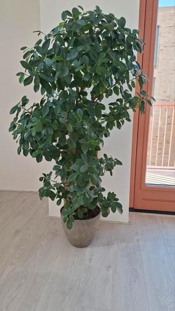 Gratis ophalen !!! 2 kamerplanten.