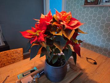 Prachtige kamerplant