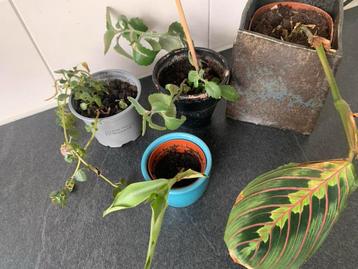 Diverse stekjes gratis op te halen