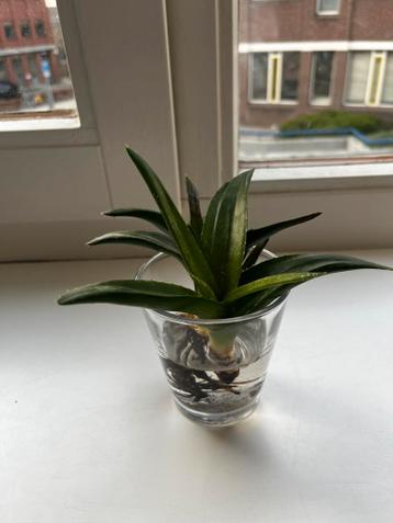 Baby aloa vera type plant