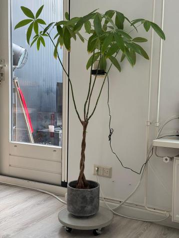 Gratis Geldboom / Pachira aquatica - zonder pot