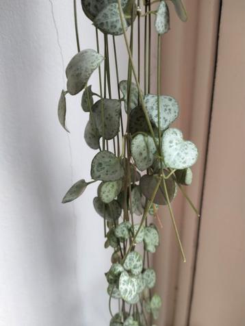 Chinese lantaarn - Ceropegia Woodii