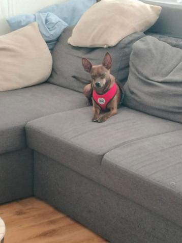 Bankstel plus pinchr