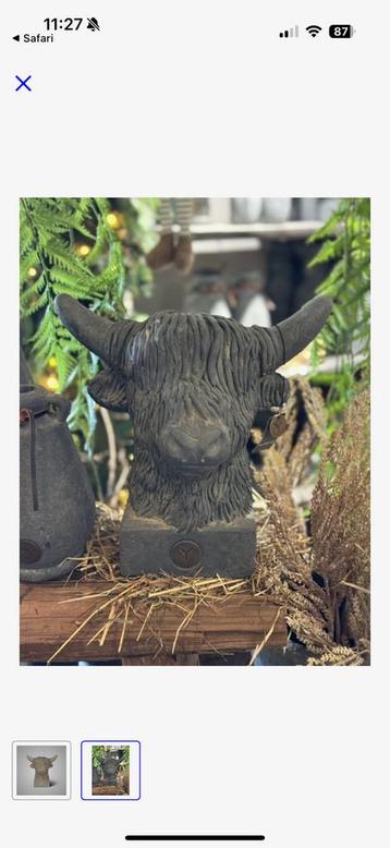 Gezocht brynxz schotse hooglander