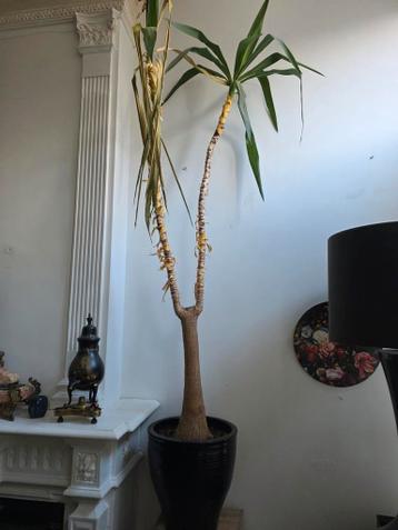 Gratis plant met pot (in twijfelachtige conditie)