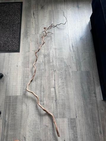 Gratis paastak (krulhazelaar) graag zsm ophalen!