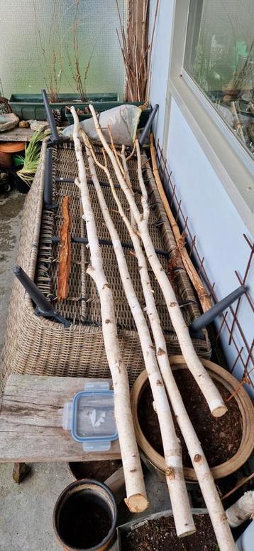 4 witte berkentakken ter decoratie