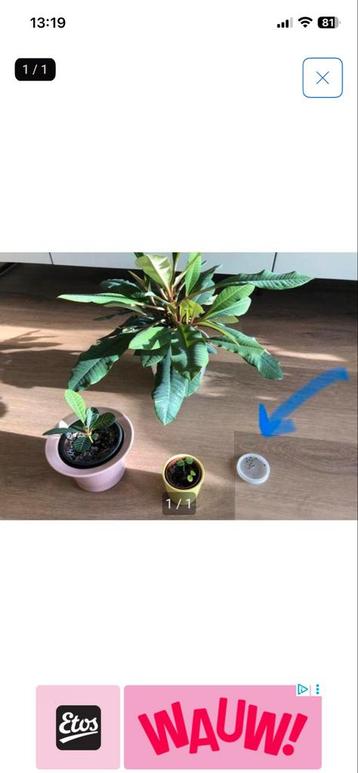 Madagascar Juwel zaadjes..5 stuks.