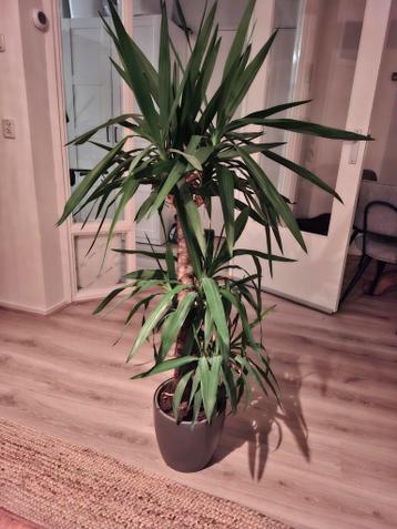 Gratis afhalen kamerplant