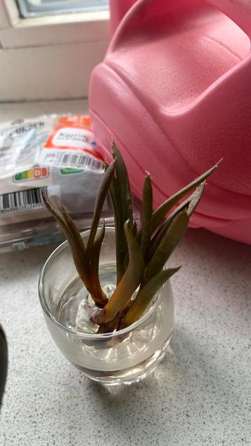 Gratis alworthia black gem