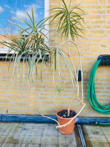 Kamerplant met behoefte aan TLC