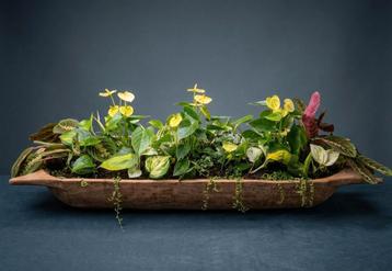 Kamerplanten arrangement in antieke houten trog
