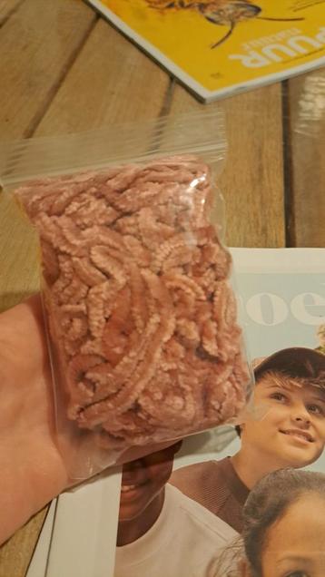 GEZOCHT gratis van dit soort wol!