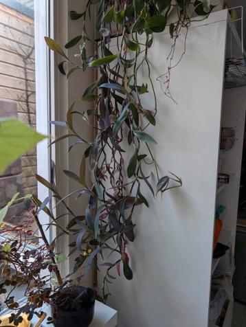 Purple hart planten / Purperen vader planten