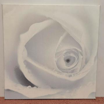 Poster op canvas van een witte roos