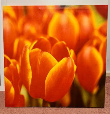 Poster op canvas met oranje tulpen