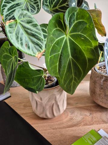 Anthurium AOS X BVEP